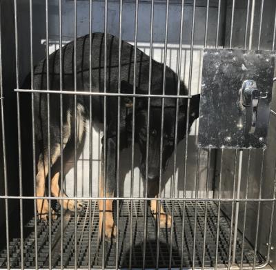 Animal control found hotsell pets